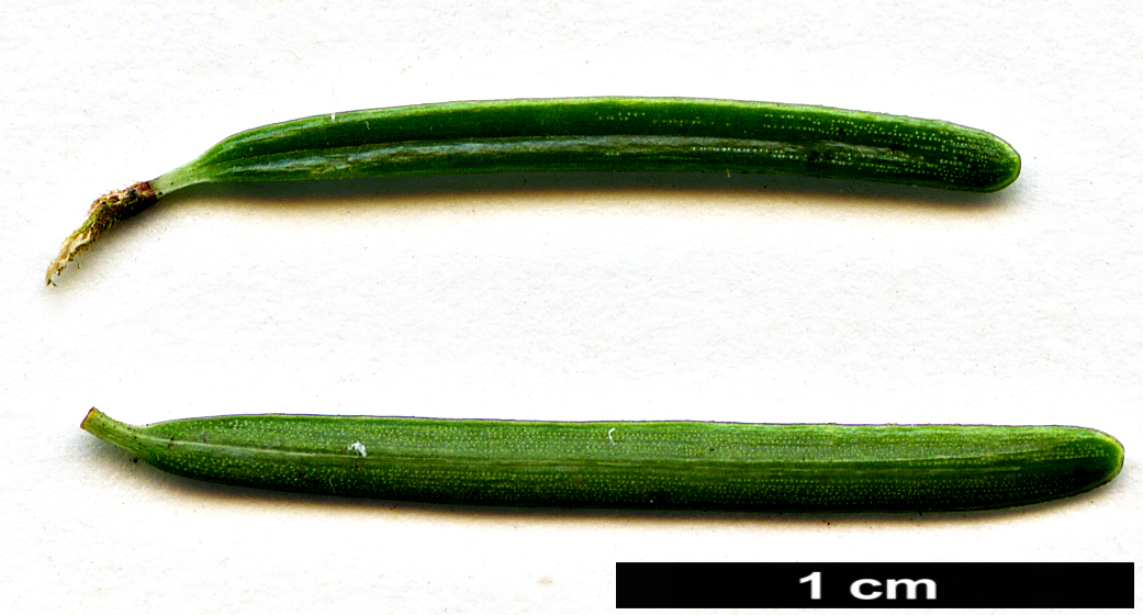 High resolution image: Family: Pinaceae - Genus: Tsuga - Taxon: mertensiana - SpeciesSub: var. jeffreyi